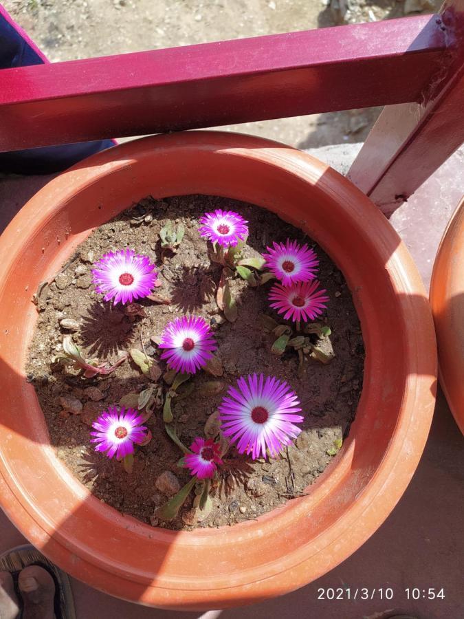 Mangalmurti Himalyan Homestay Hawalbagh 外观 照片